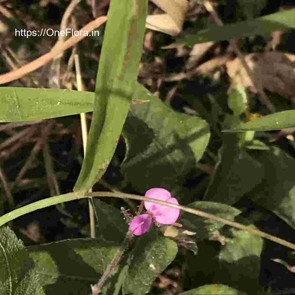 Desmodium scorpiurus