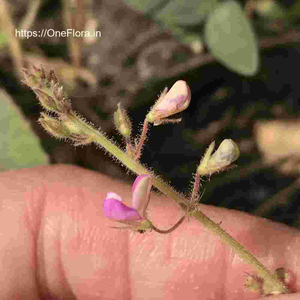 Desmodium scorpiurus