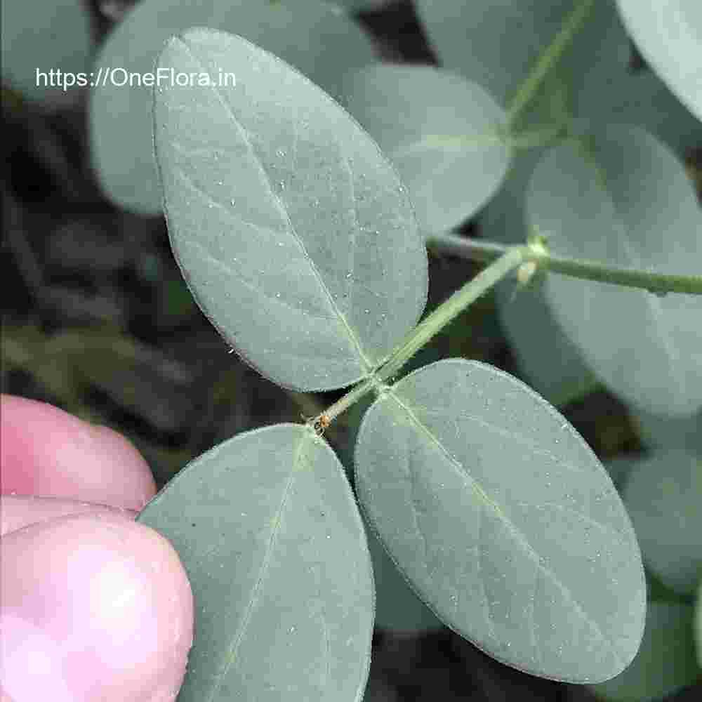 Desmodium scorpiurus