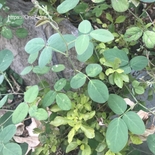Desmodium scorpiurus