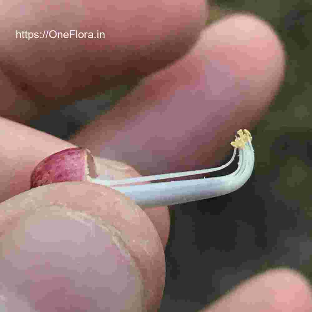 Gliricidia sepium