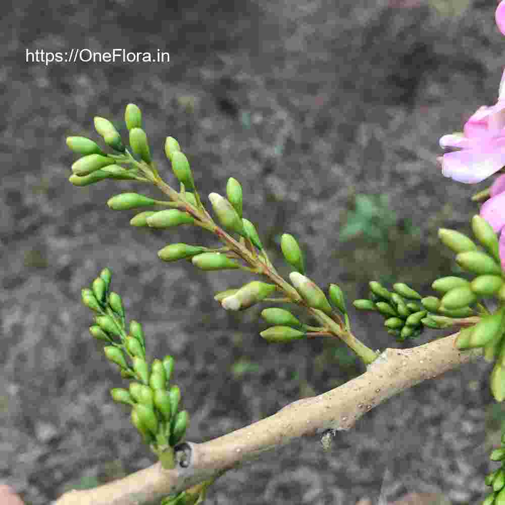 Gliricidia sepium