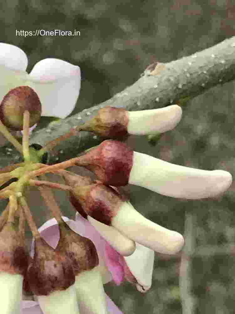 Gliricidia sepium
