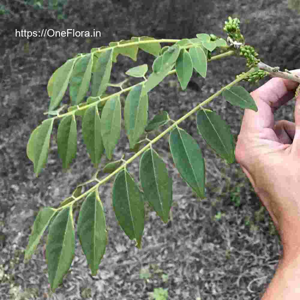 Gliricidia sepium