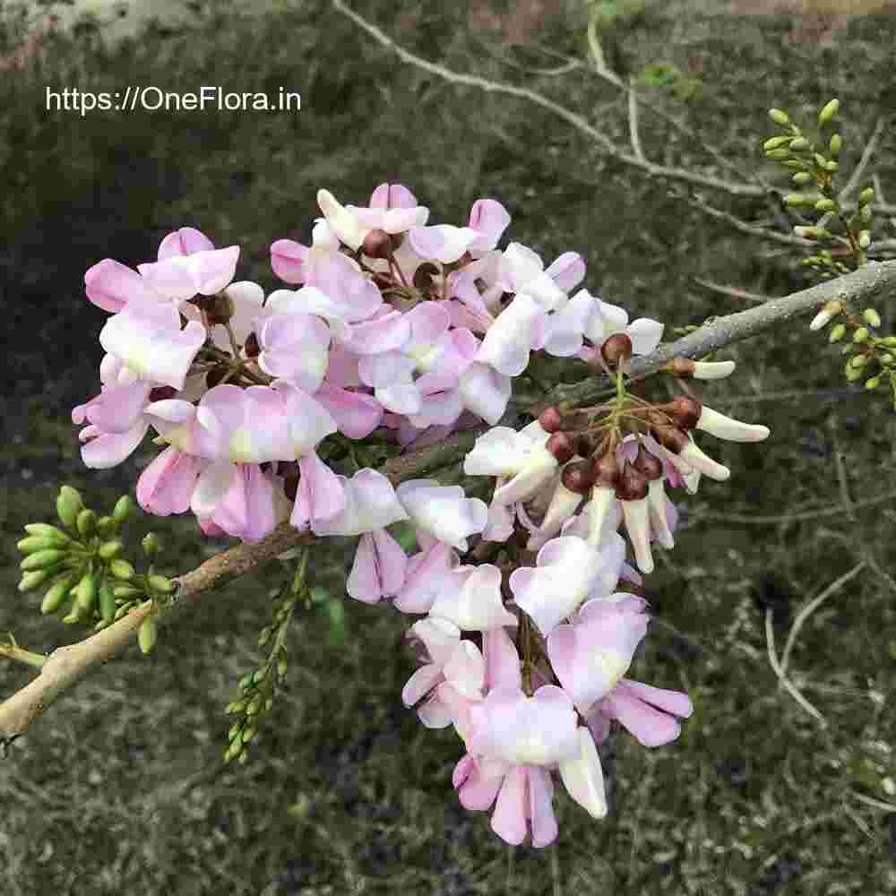 Gliricidia sepium