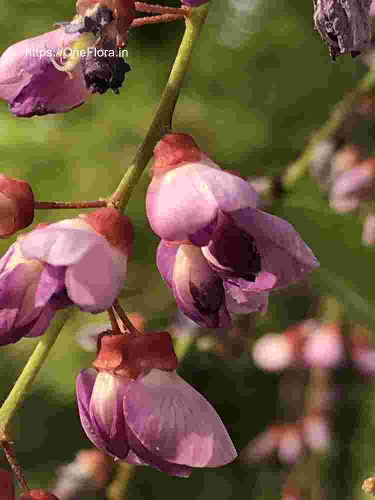 Millettia peguensis