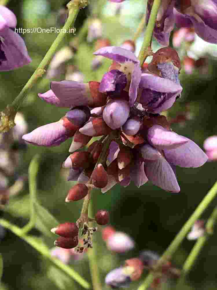 Millettia peguensis