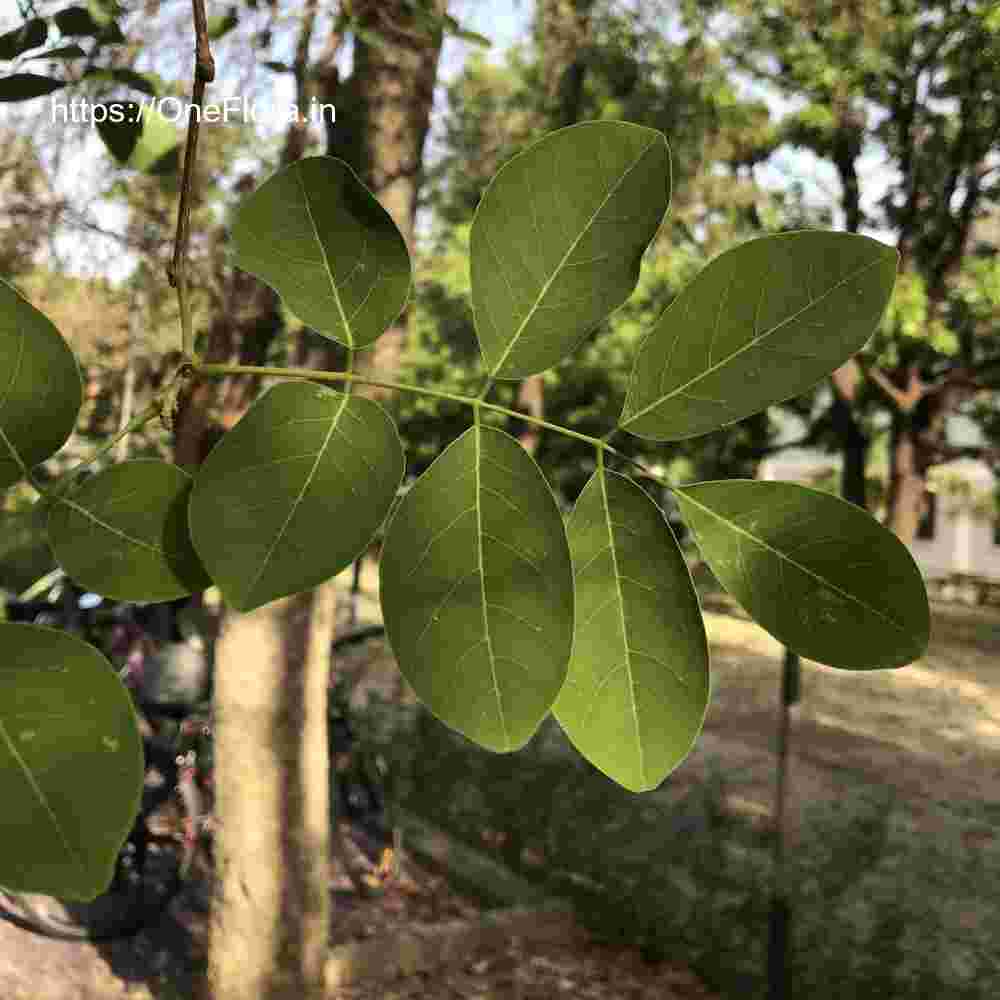 Millettia peguensis