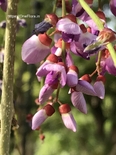 Millettia peguensis