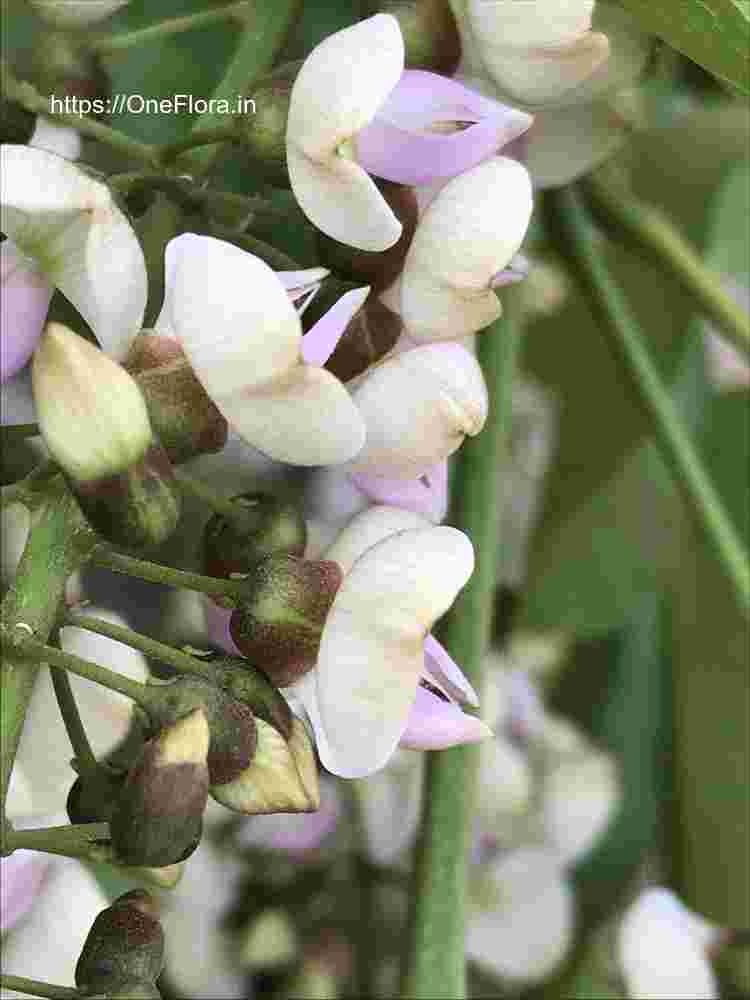 Millettia pinnata