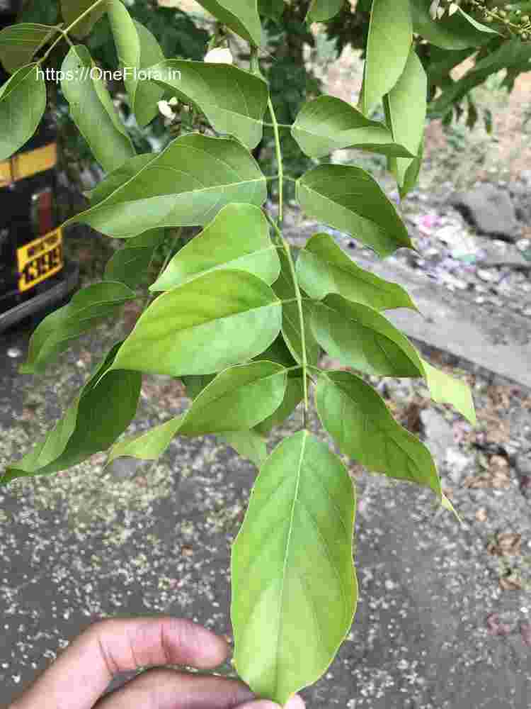 Millettia pinnata