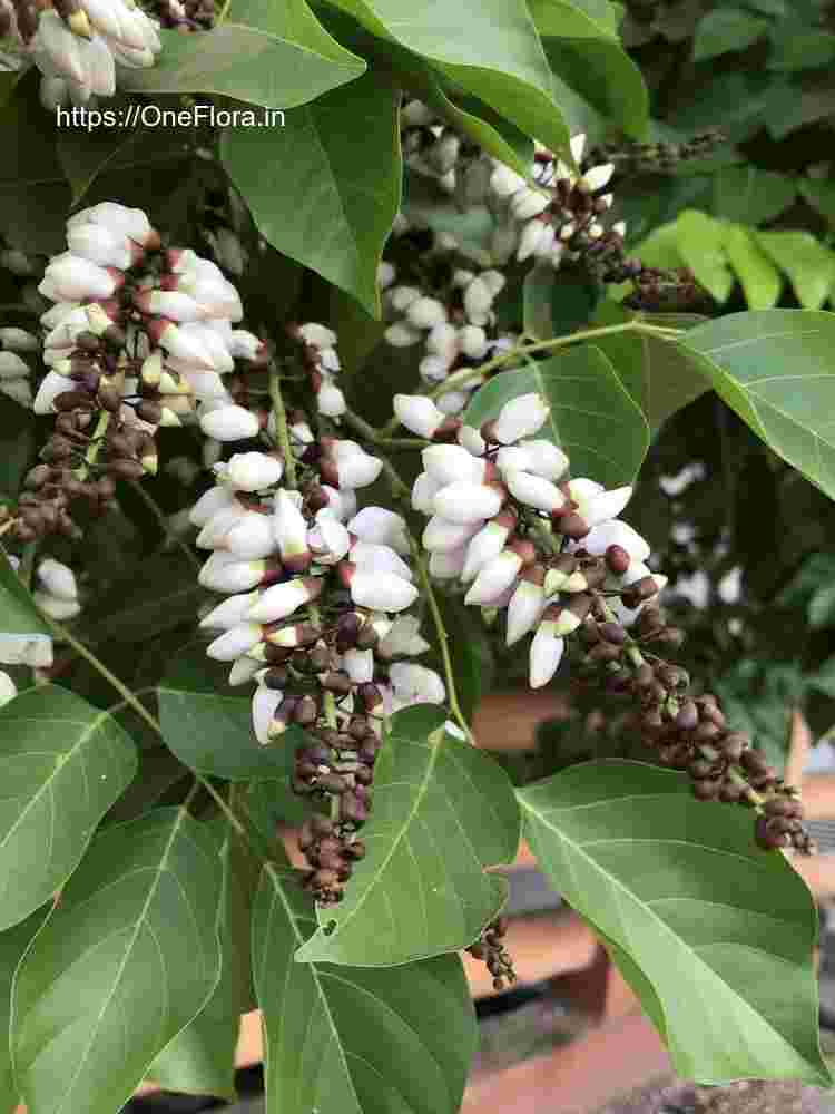 Millettia pinnata