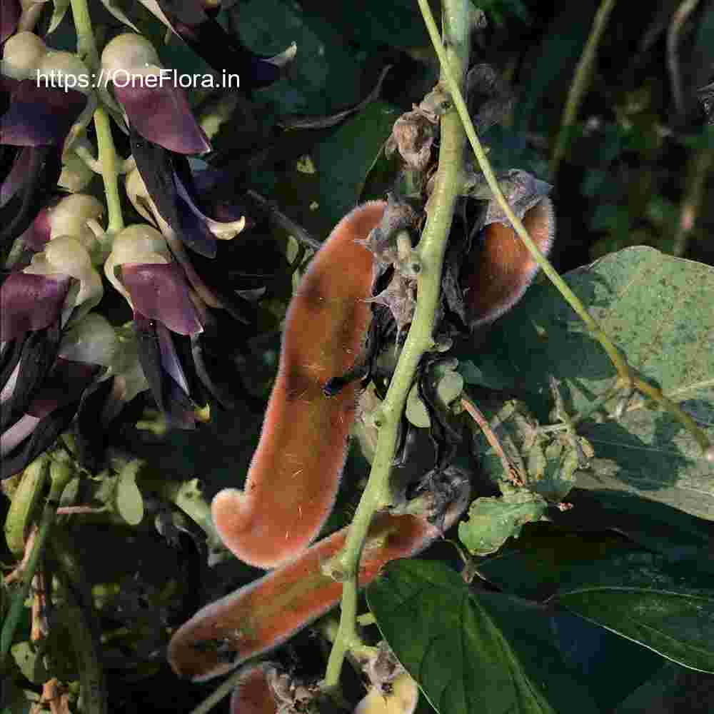 Mucuna pruriens