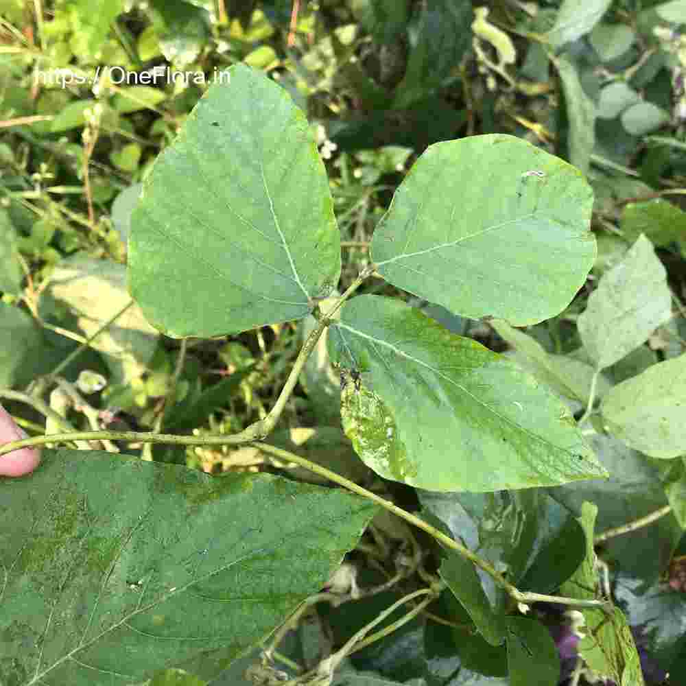 Mucuna pruriens