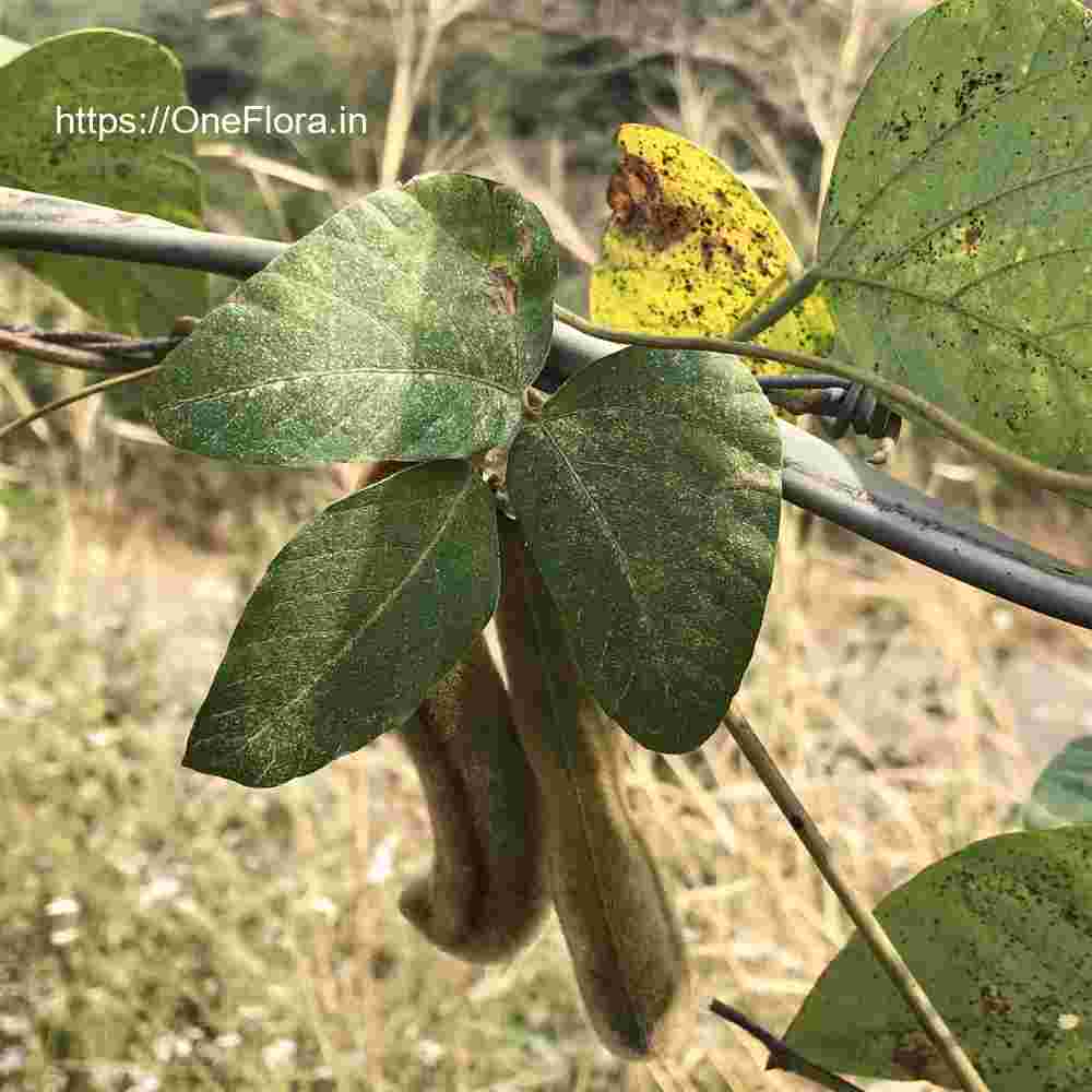 Mucuna pruriens