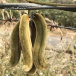 Mucuna pruriens