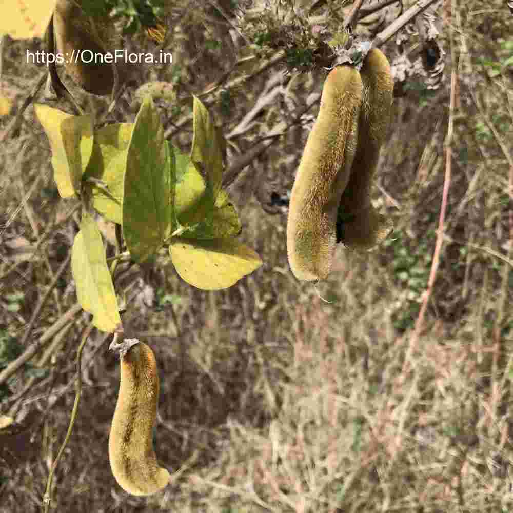 Mucuna pruriens