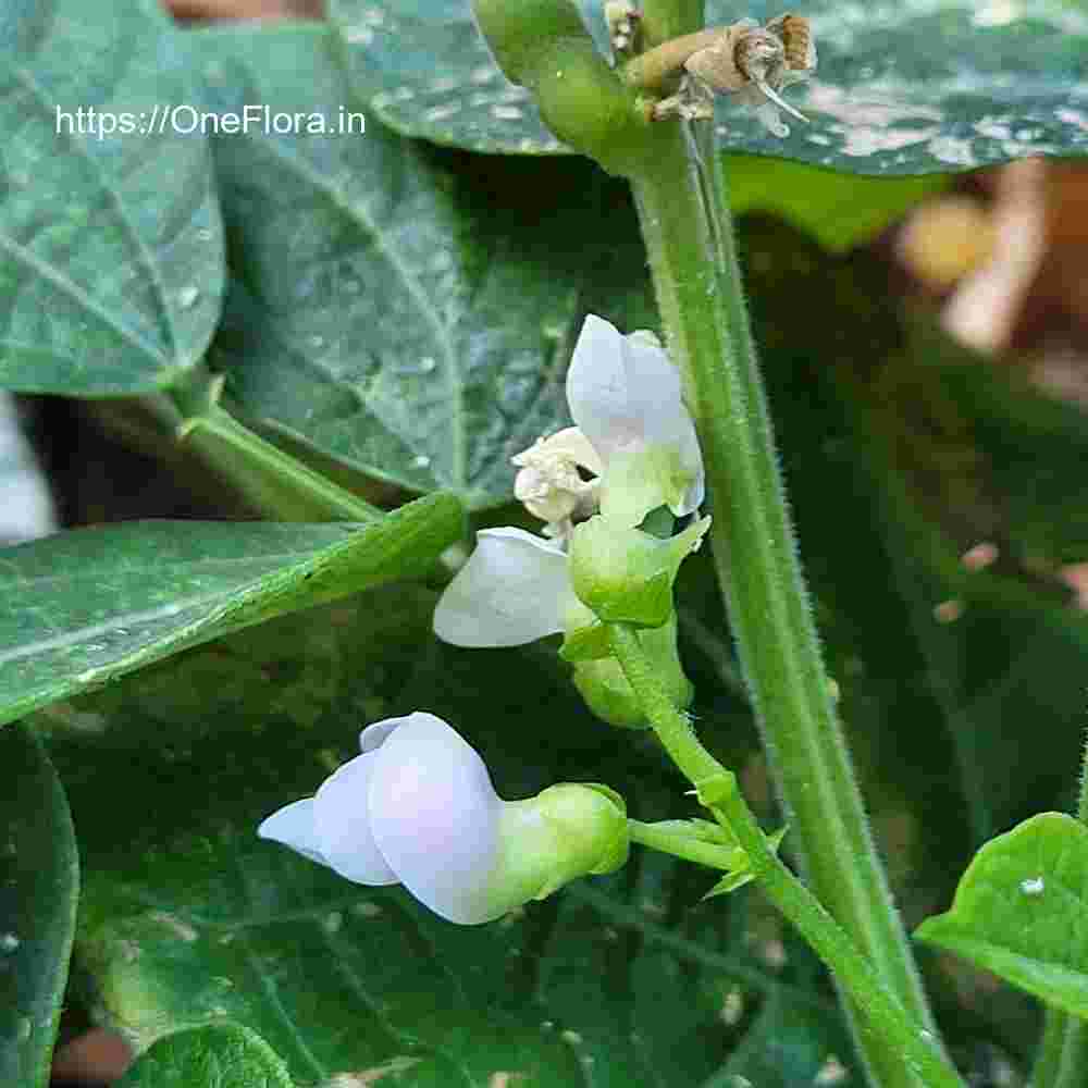 Phaseolus vulgaris