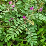 Tephrosia purperea