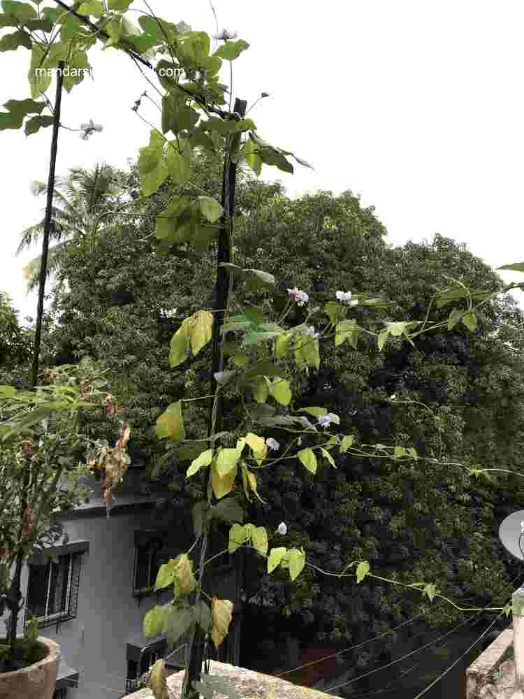 Vigna unguiculata subsp sesquipedalis