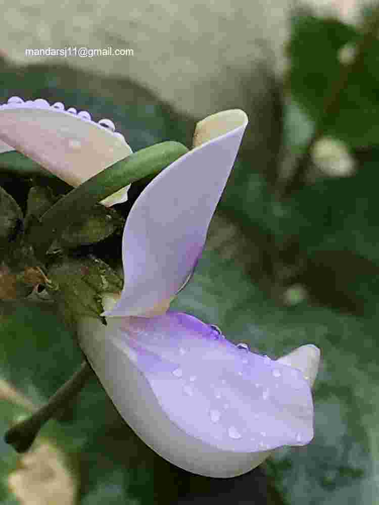 Vigna unguiculata subsp sesquipedalis