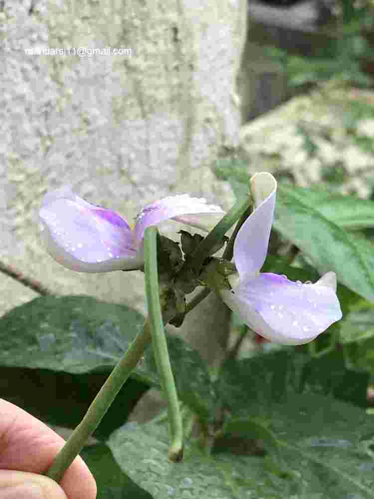 Vigna unguiculata subsp sesquipedalis