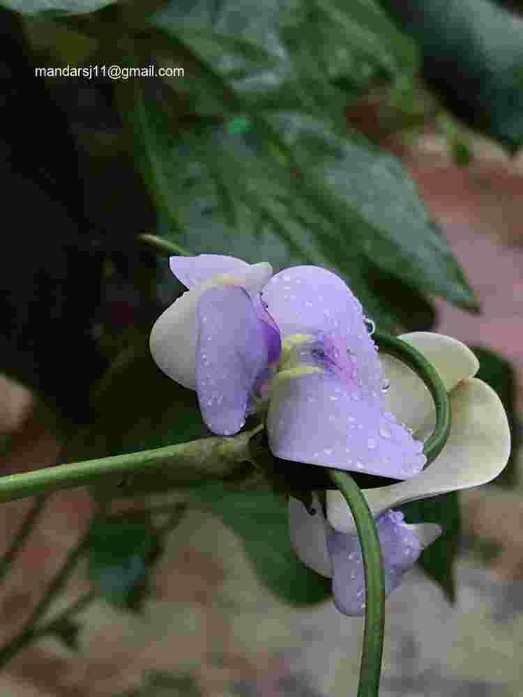 Vigna unguiculata subsp sesquipedalis