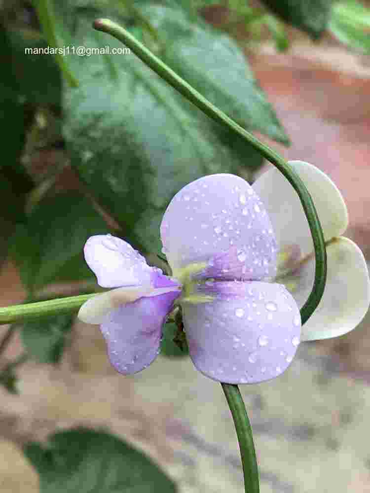 Vigna unguiculata subsp sesquipedalis