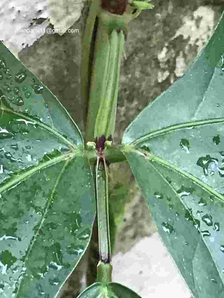 Vigna unguiculata subsp sesquipedalis