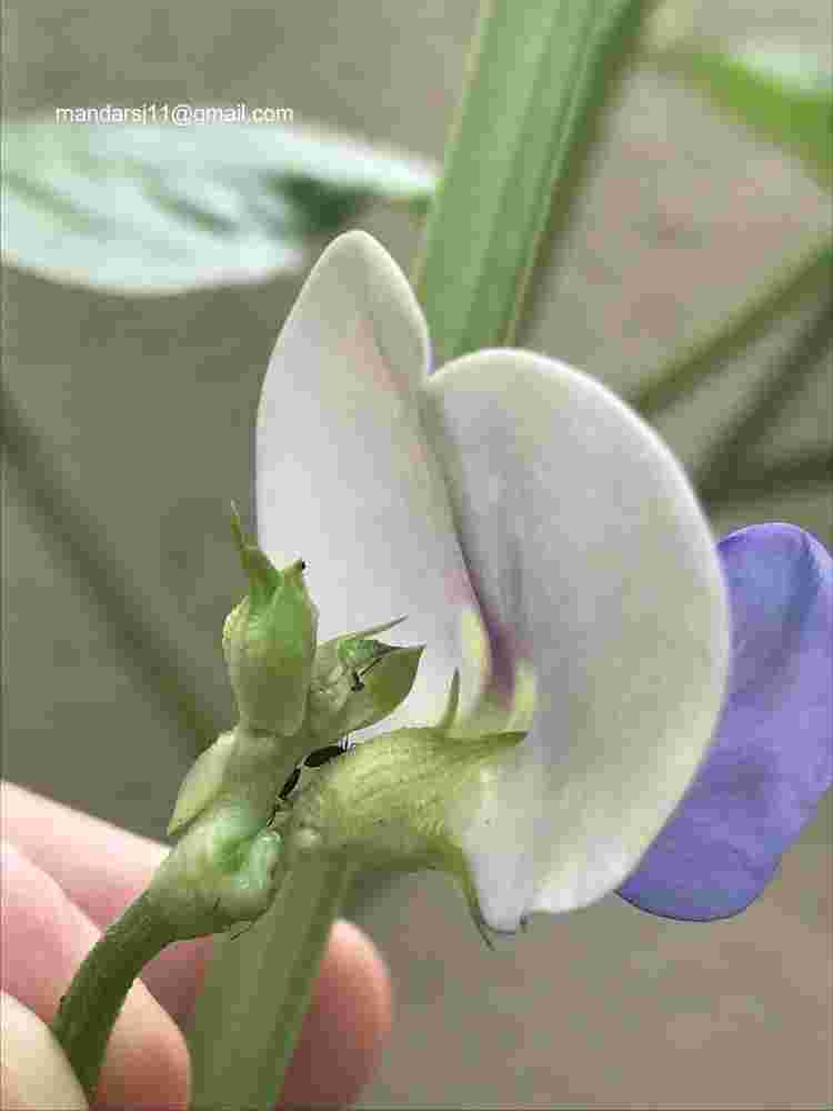 Vigna unguiculata subsp unguiculata