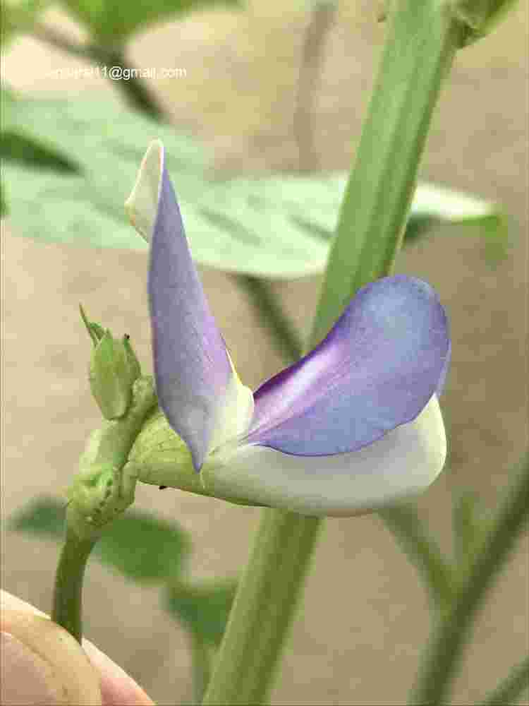 Vigna unguiculata subsp unguiculata