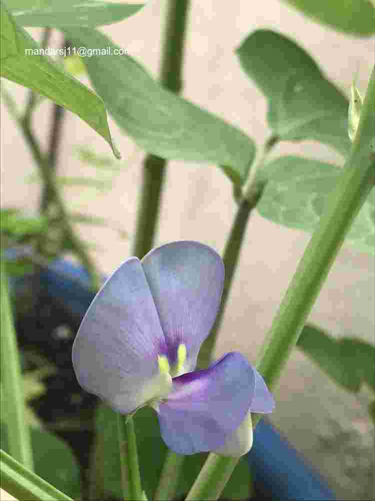 Vigna unguiculata subsp unguiculata