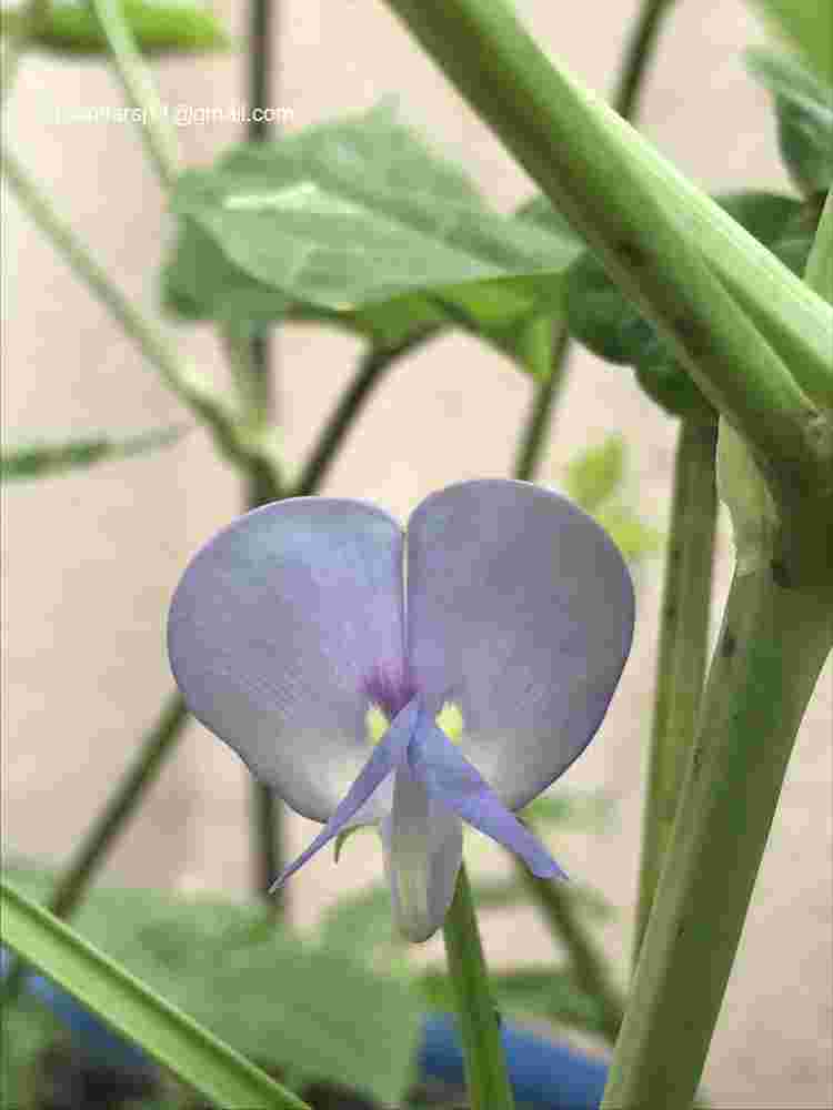 Vigna unguiculata subsp unguiculata