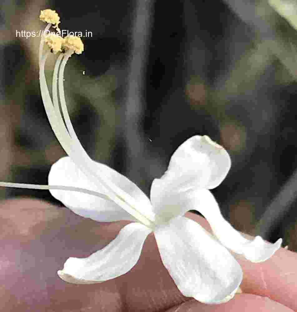 Clerodendrum phlomidis
