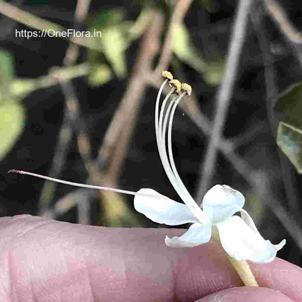 Clerodendrum phlomidis