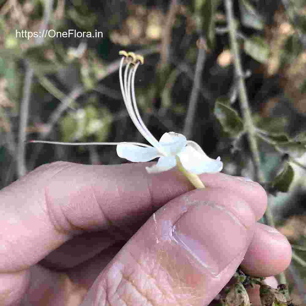Clerodendrum phlomidis