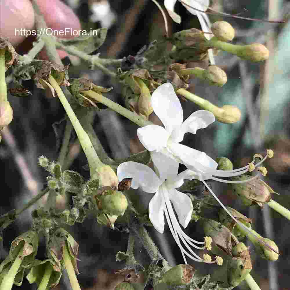 Clerodendrum phlomidis