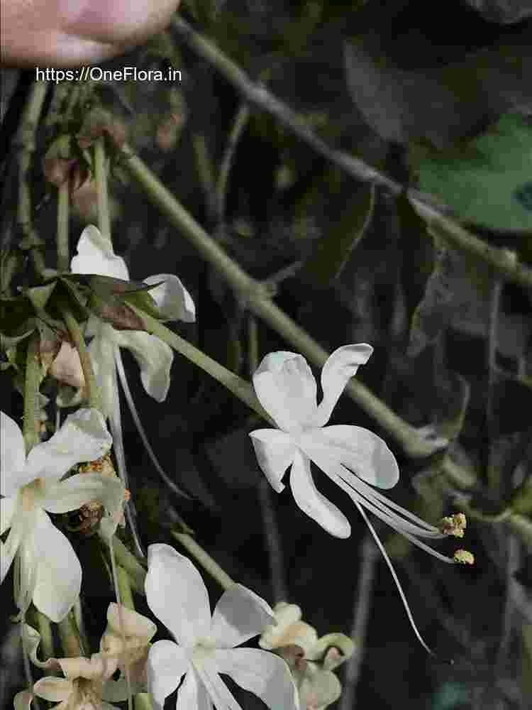 Clerodendrum phlomidis