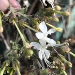 Clerodendrum phlomidis