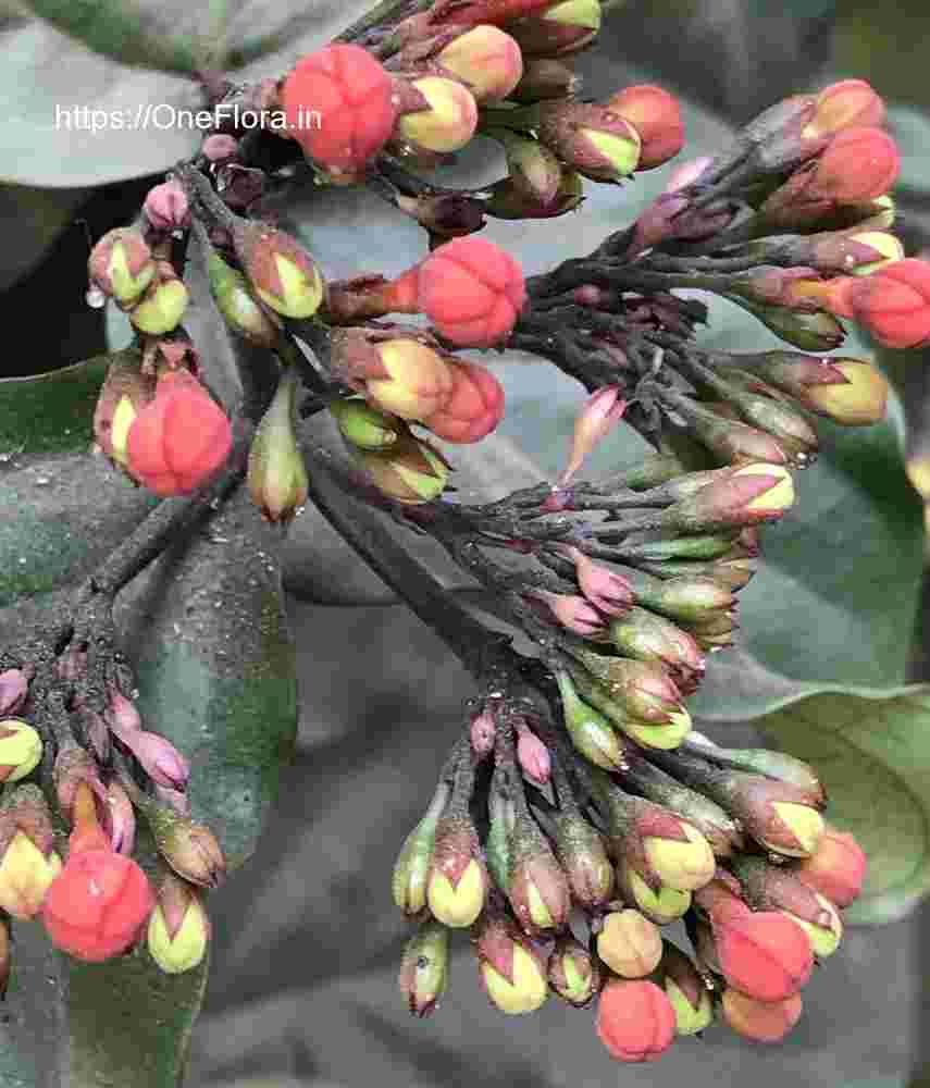 Clerodendrum splendens