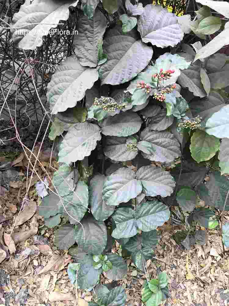 Clerodendrum splendens