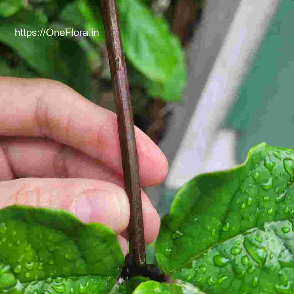 Clerodendrum splendens