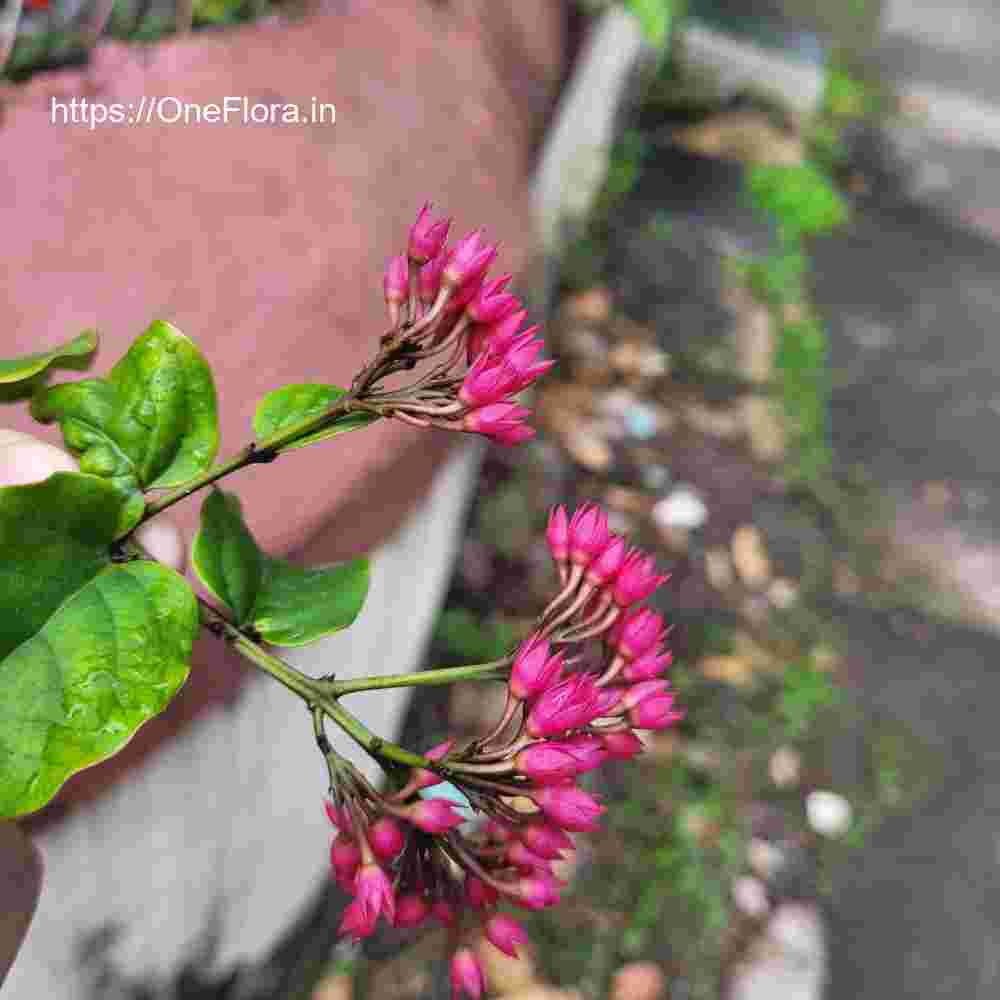 Clerodendrum splendens