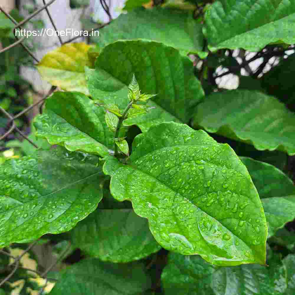 Clerodendrum splendens