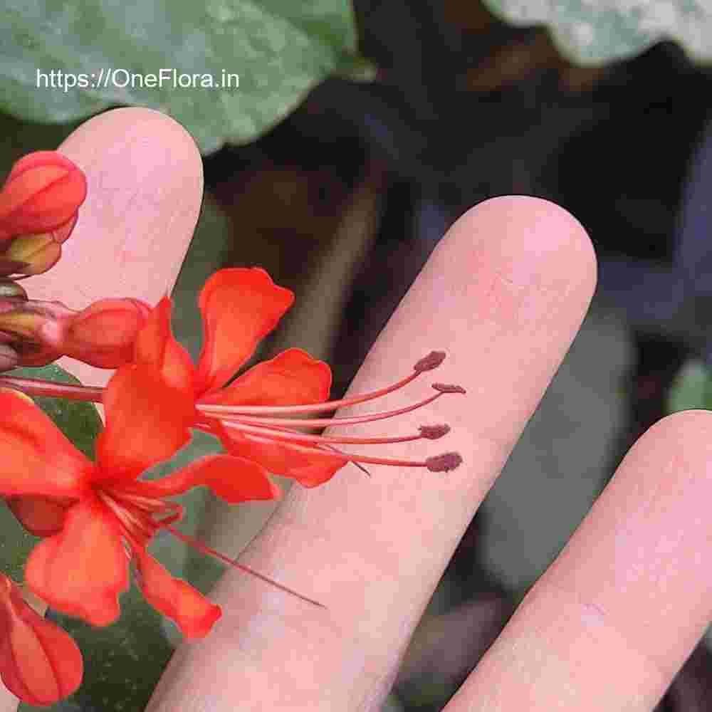 Clerodendrum splendens