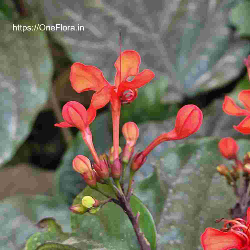 Clerodendrum splendens