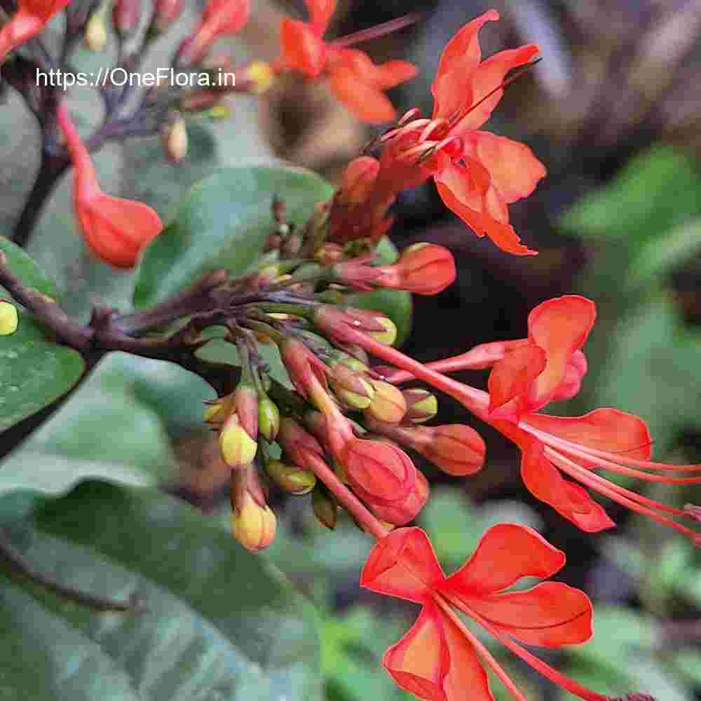 Clerodendrum splendens