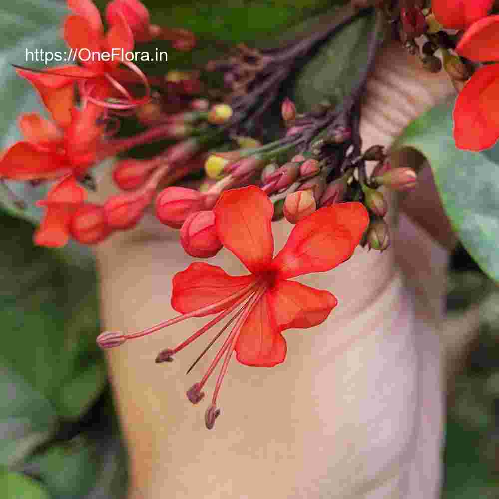 Clerodendrum splendens