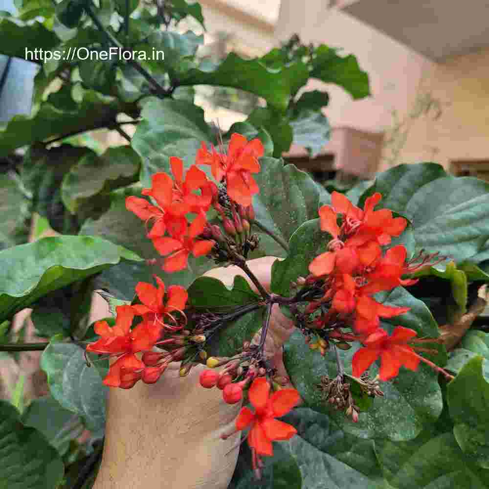 Clerodendrum splendens