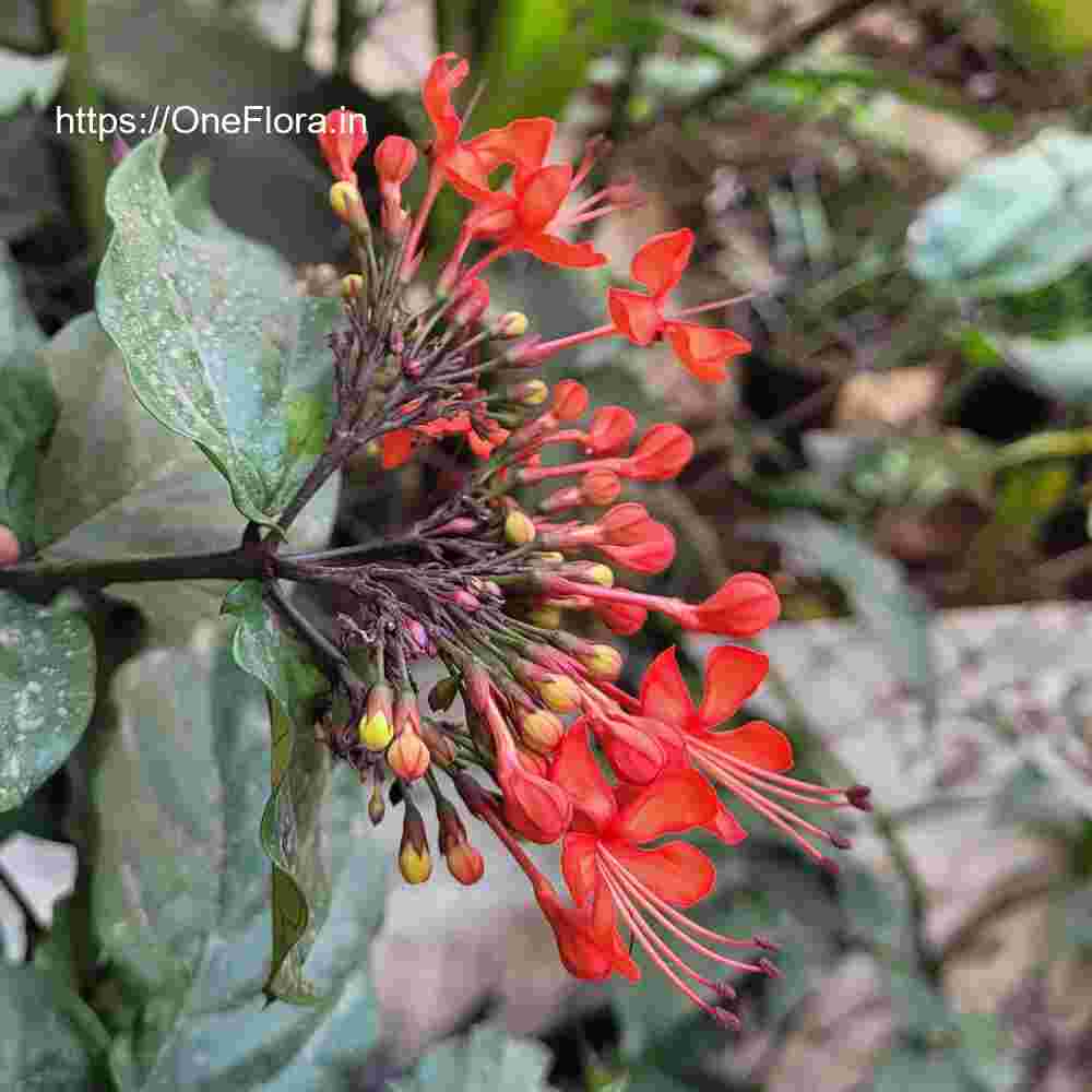 Clerodendrum splendens